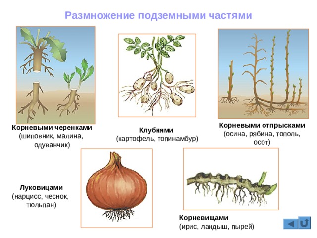 Ссылка на кракен оригинал