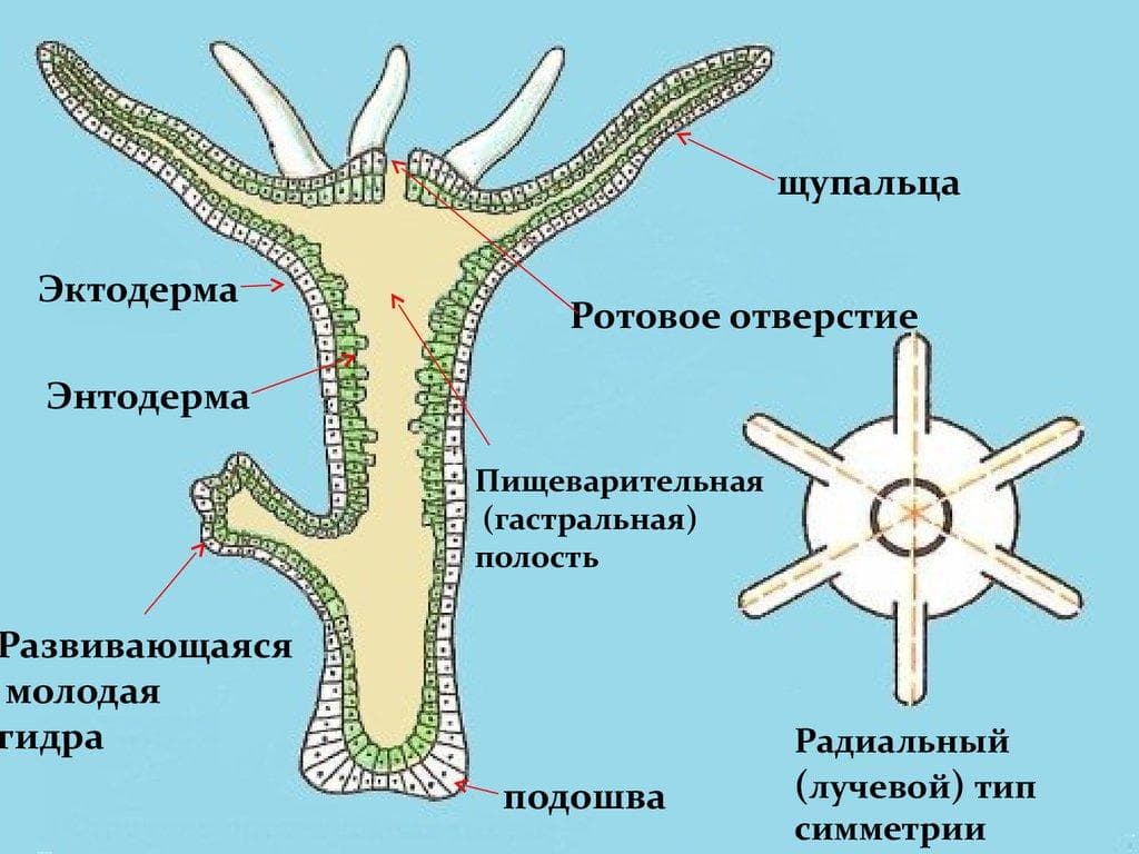 Клирнет ссылка на зеркало маркетплейс кракен